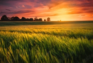 Caut sa preiau teren agricol in arenda, cu contract!