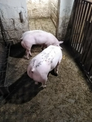 Vand grasuni  - imagine 3