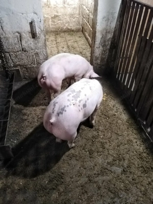 Vand grasuni  - imagine 2