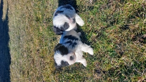 Bichoni maltez - imagine 2