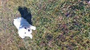 Bichoni maltez - imagine 3