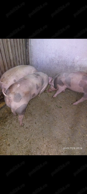 Scrofiță pentru prăsilă - imagine 2