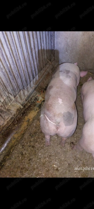 Scrofiță pentru prăsilă - imagine 3