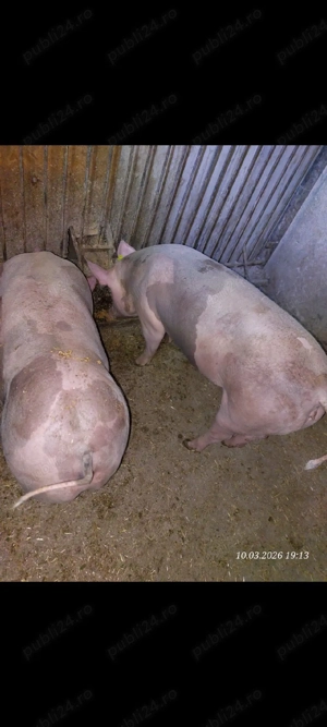 Scrofiță pentru prăsilă - imagine 4