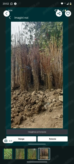 Pomii fructiferi altoi 