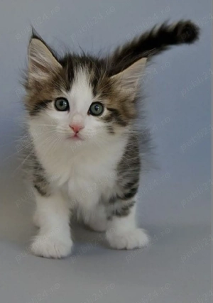 Siberiana de pădure  - imagine 4