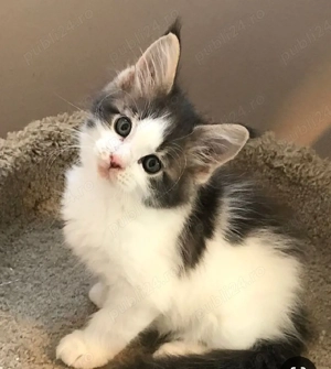 Siberiana de pădure  - imagine 2