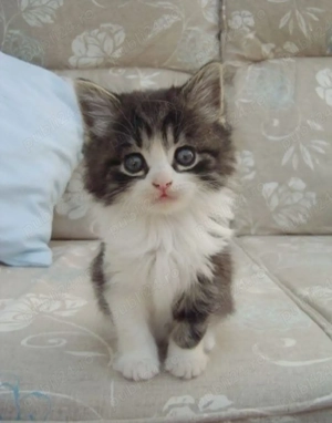 Siberiana de pădure  - imagine 3