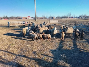 Oi cu miei de vanzare