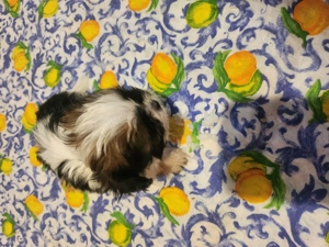 Fetita shihtzu toy