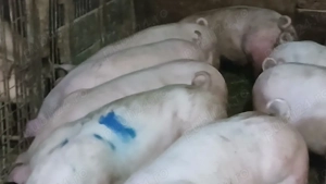 porci soldani 50-60-70-80-90 la 250 kg - imagine 5