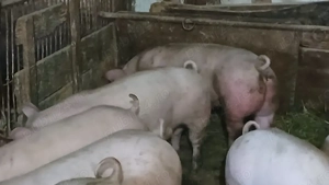 porci soldani 50-60-70-80-90 la 250 kg - imagine 4