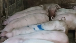 porci soldani 50-60-70-80-90 la 250 kg