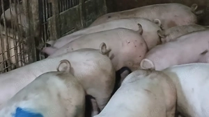 porci soldani 50-60-70-80-90 la 250 kg - imagine 3