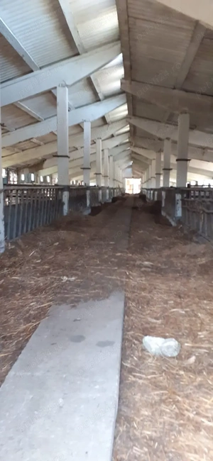 chirie Fermă hale agricole 4500 mp   teren 20.000 mp   utilități   Vâlcea, Sirineasa - drum asfalta - imagine 5