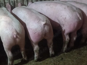 porci soldani 50-60-70-80-90 la 250 kg - imagine 8