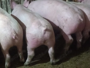 porci soldani 50-60-70-80-90 la 250 kg - imagine 6