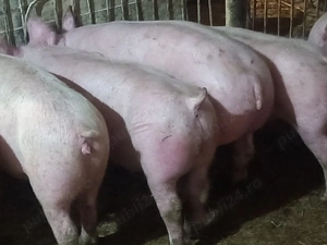 porci soldani 50-60-70-80-90 la 250 kg - imagine 7