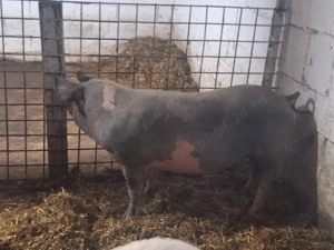 de vanzare o scrafa de afata de 2 luni rasa petran 