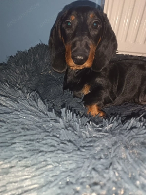 Donez teckel cu pete de foc - imagine 3