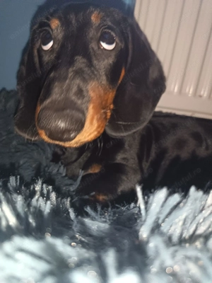 Donez teckel cu pete de foc - imagine 2