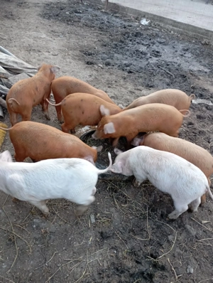 Vand purcei rasa.  - imagine 3