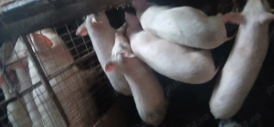 vând purcei 30. 35 kg  porci 120 kh - imagine 3