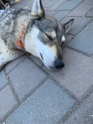 Vand acest caine lup de rasa pura  - imagine 2