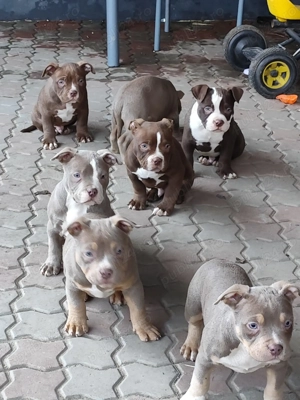 Pui American Bully cu Pedigree ABKC disponibili - imagine 2
