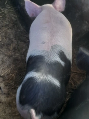 porc.       - imagine 5