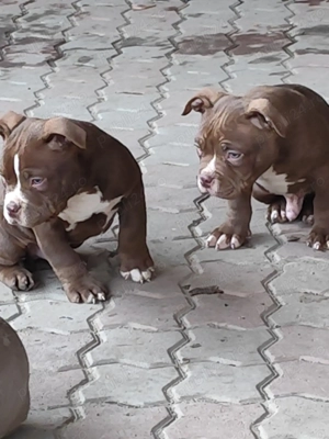 Pui American Bully cu Pedigree ABKC disponibili