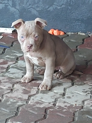 Pui American Bully cu Pedigree ABKC disponibili - imagine 4