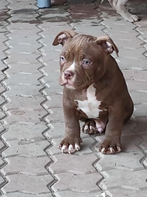 Pui American Bully cu Pedigree ABKC disponibili - imagine 5