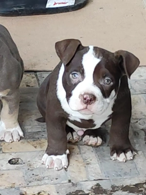Pui American Bully cu Pedigree ABKC disponibili