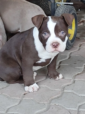 Pui American Bully cu Pedigree ABKC disponibili - imagine 2