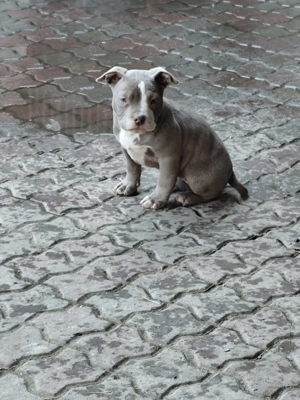 Pui American Bully cu Pedigree ABKC disponibili - imagine 4