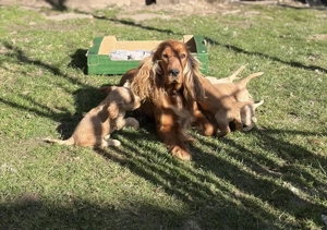 Cățeluși Cocker Spaniel  - imagine 3