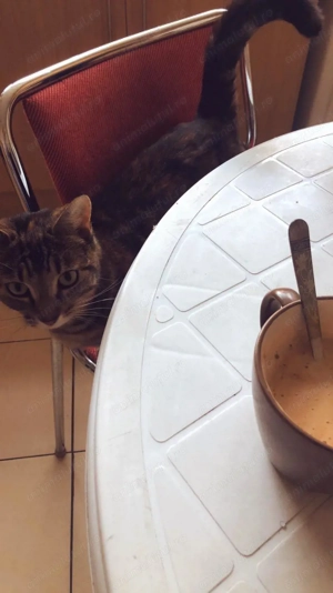 Pet Sitter-(Plimbare căței, vizite la domiciliu, găzduire) Constanța, Mamaia Nord și Năvodari. - imagine 4