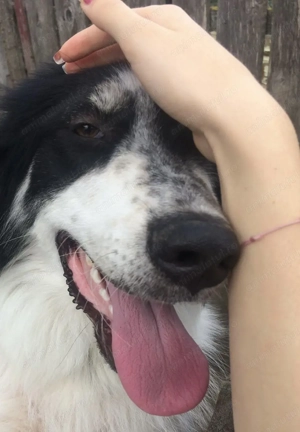 Pet Sitter-(Plimbare căței, vizite la domiciliu, găzduire) Constanța, Mamaia Nord și Năvodari. - imagine 2