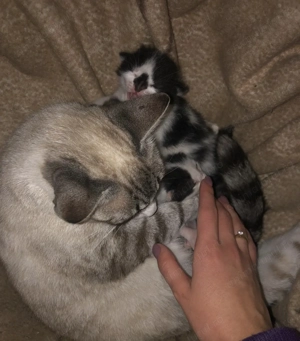 Pet Sitter-(Plimbare căței, vizite la domiciliu, găzduire) Constanța, Mamaia Nord și Năvodari. - imagine 3