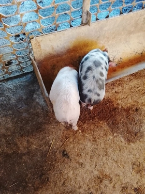 purcei de vanzare - imagine 3