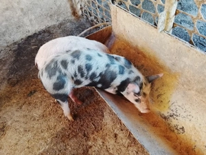 purcei de vanzare - imagine 2