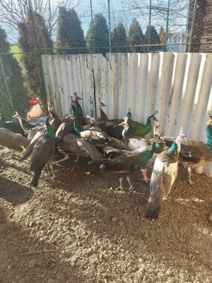 Păuni tineret - imagine 2