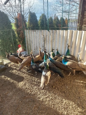 Păuni tineret - imagine 4