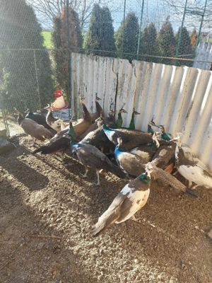 Păuni tineret - imagine 5