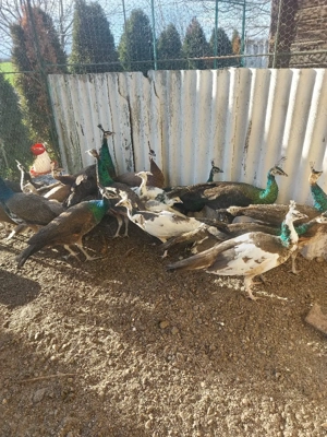 Păuni tineret - imagine 3