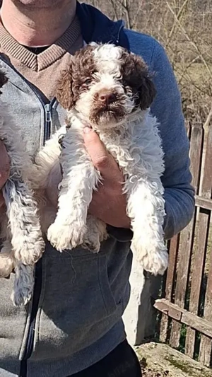 De vânzare căței din rasa Lagotto. - imagine 2