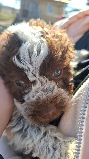 De vânzare căței din rasa Lagotto.