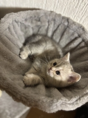  Puiuti British Shorthair isi cauta camin 