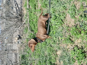 Teckel ciocolatiu  - imagine 5